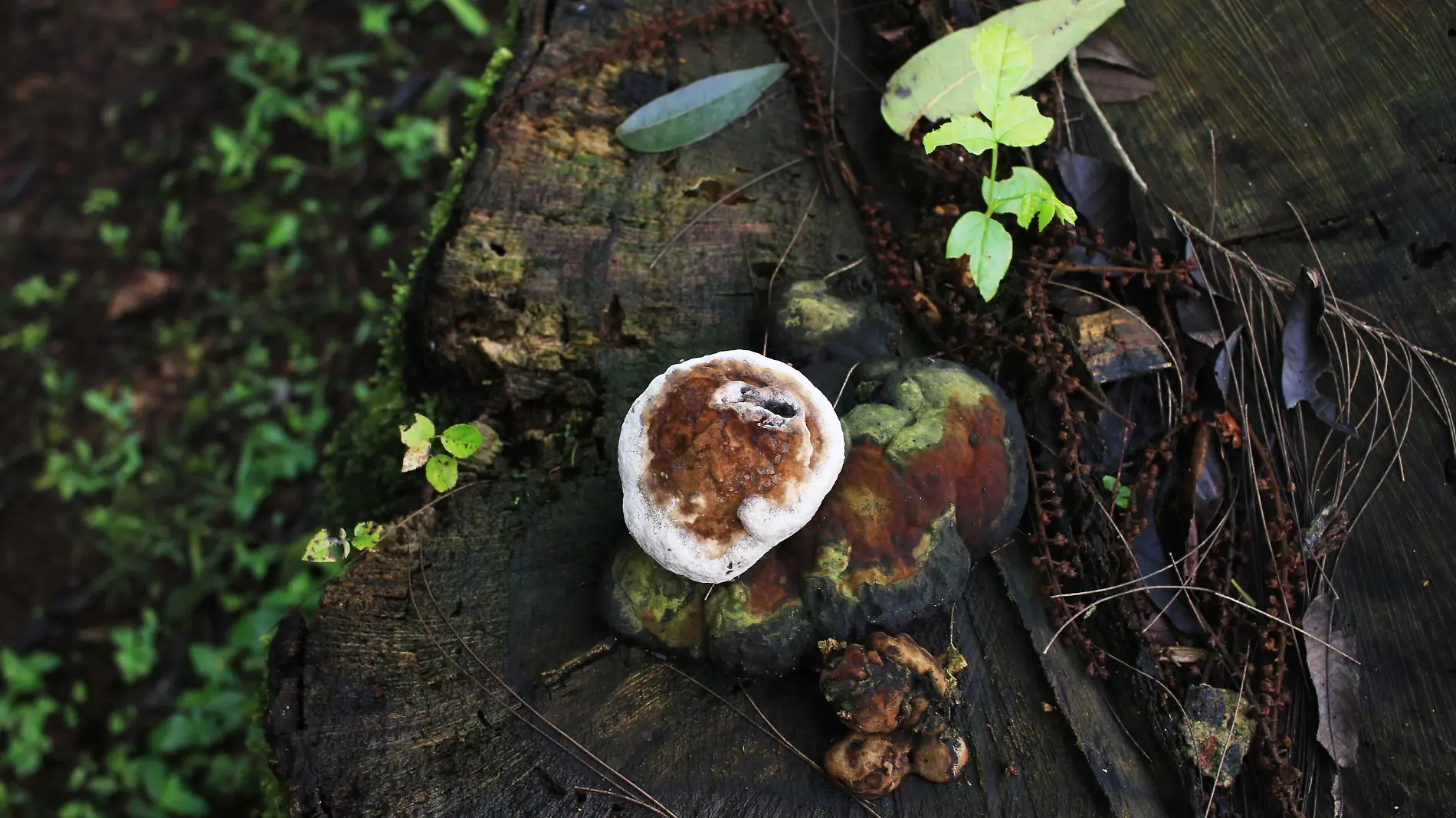 ¿Los hongos pueden pasar de un árbol a otro por la poda? Científico lo aclara